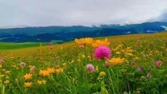 揭秘四肖期中准—精准预测的奥秘与策略四肖期期准一期期乚048