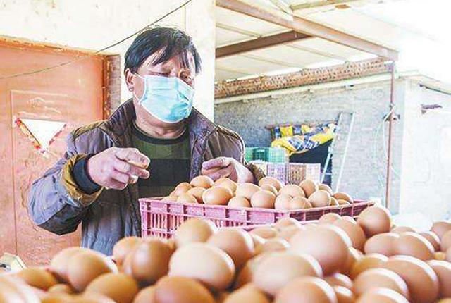 探索中国蛋鸡养殖业的新航标，中国蛋鸡信息网与豆粕的紧密联系