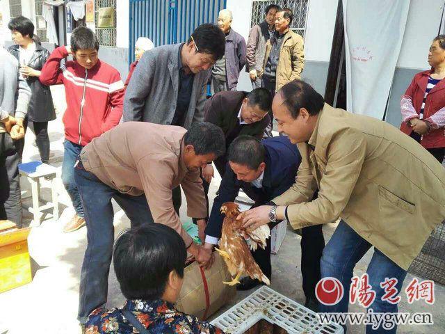 中国蛋鸡信息网，从无到有，助力行业发展的信息桥梁
