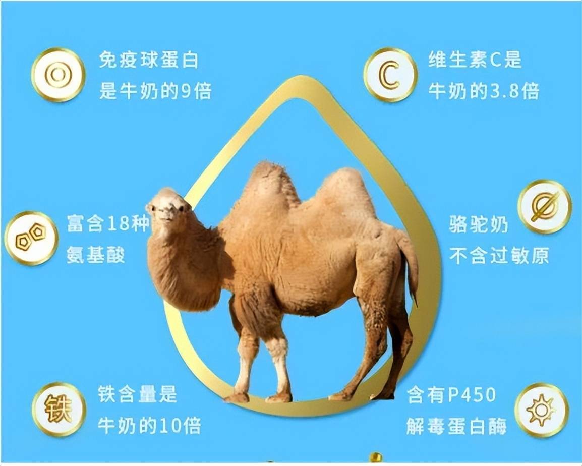 探索246天天好彩(53.com)的数字魅力与理性投注之道