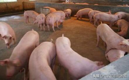 甘肃十一选五走势图深度分析，探寻数字背后的规律与策略甘肃十一选五走势图图